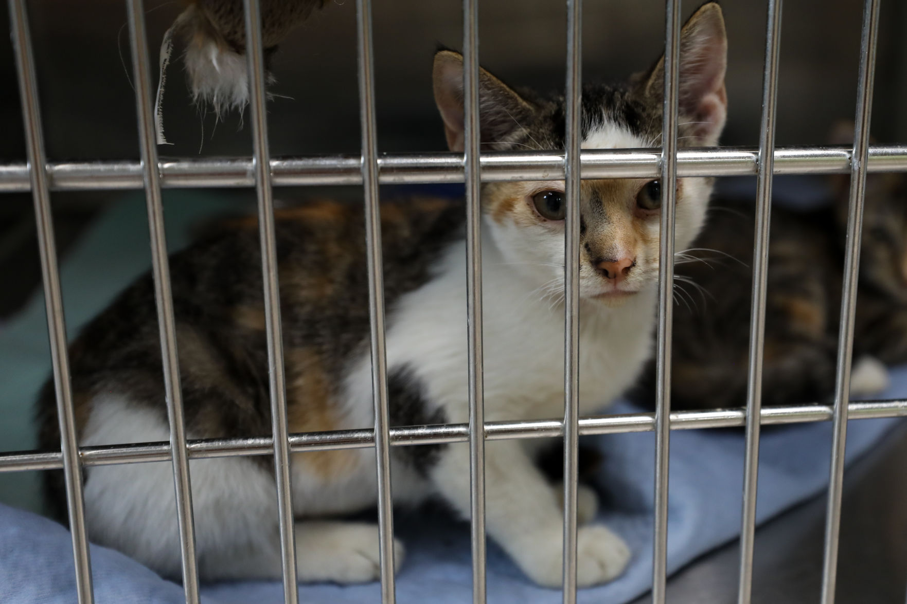Lee County Humane Society pets for adoption